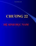 Hệ sinh dục nam