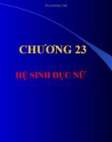 Bài giảng: Hệ sinh dục nữ