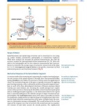 Spinal Disorders: Fundamentals of Diagnosis and Treatment Part 9