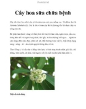 Cây hoa sữa chữa bệnh