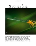 Xương rồng