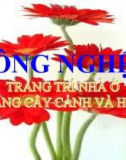 Bài giảng Công nghệ 6 bài 12: Trang trí nhà ở bằng cây cảnh và hoa