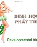 Sự phát triển sinh học