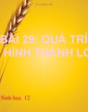 Bài giảng Sinh học 12 bài 29: Quá trình hình thành loài