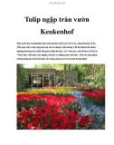 Du lịch - Tulip ngập tràn vườn Keukenhof