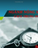 Ngành nông sản - cafe Trung Nguyên