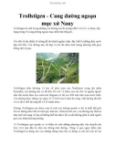 Trollstigen - Cung đường ngoạn mục xứ Nauy