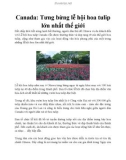 Canada: Tưng bừng lễ hội hoa tulip lớn nhất thế giới