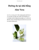 Dưỡng da tại nhà bằng Aloe Vera