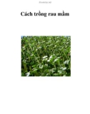 Cách trồng rau mầm