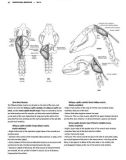 Figure Drawing - Individual Muscles - Neck