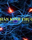 Bài giảng Hệ thần kinh thực vật