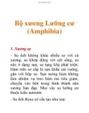 Bộ xương Lưỡng cư (Amphibia)