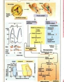 Atlas de poche de physiologie - part 6