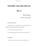 Giải phẫu vùng cẳng chân sau (Kỳ 1)