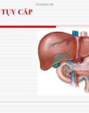 Bệnh học: Viêm tụy cấp