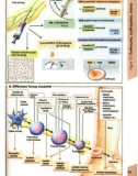 Atlas de poche de physiologie (part 2)