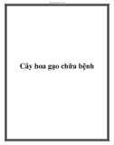 Cây hoa gạo chữa bệnh