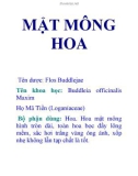 MẬT MÔNG HOA