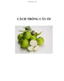 CÁCH TRỒNG CÂY ỔI