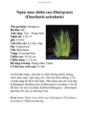 Ngưu mao chiên cao (Hairgrass) (Eleocharis acicularis)