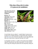 Tiêu thảo hồng (đỏ) lá nhăn (Cryptocoryne undulata)