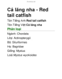 Cá lăng nha - Red tail catfish