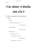 Vi sinh vật - Các nhóm vi khuẩn chủ yếu 5