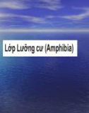 Bài giảng Lớp lưỡng cư (Amphibia) - Lớp bò sát ( Reptilia)