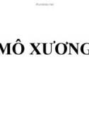 Bài giảng: Mô xương