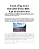 Cánh đồng hoa ở Hokkaido (Nhật Bản) – Rực rỡ các sắc màu