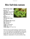 Bèo Salvinia natans